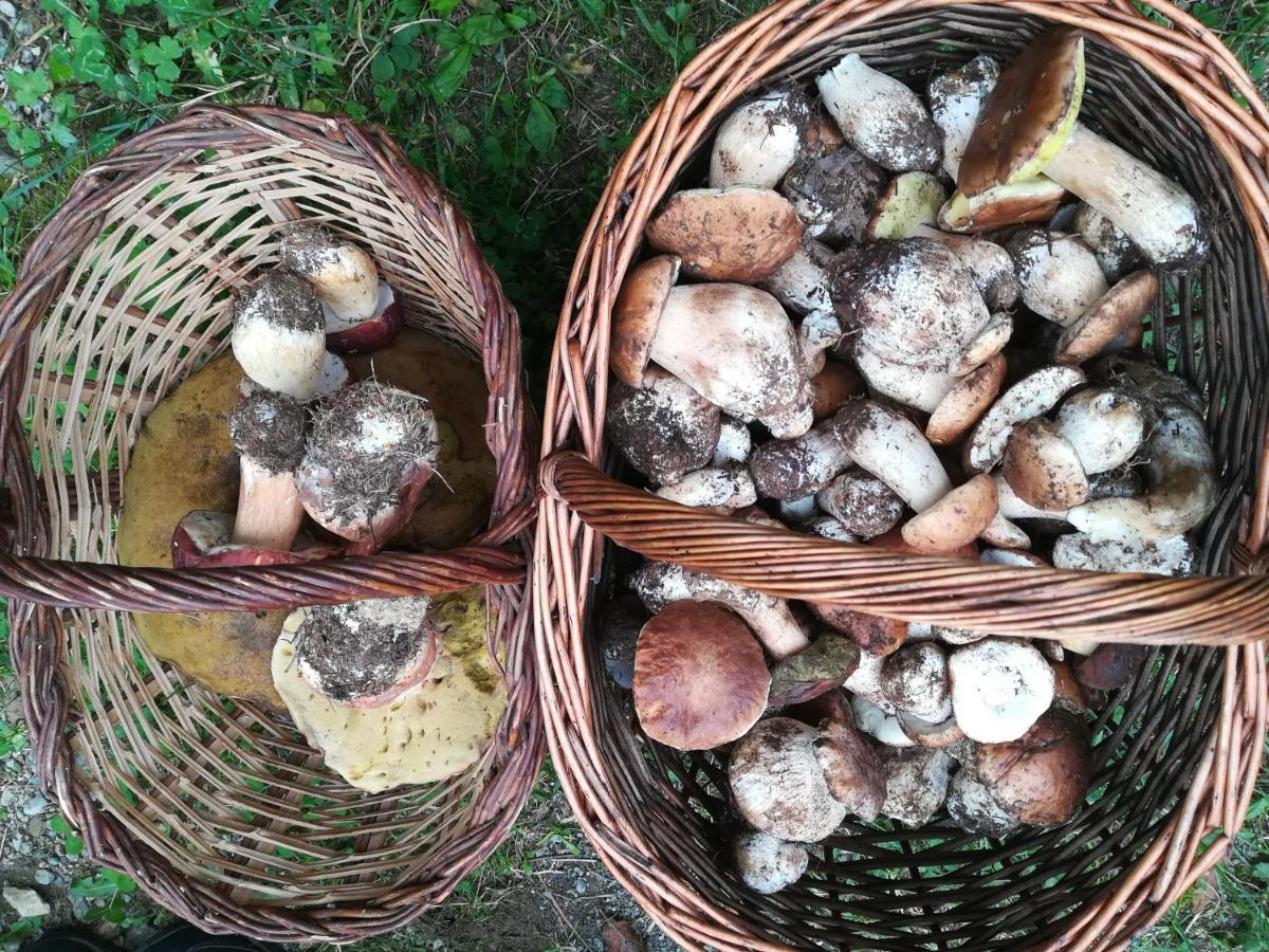 Allotjaments Paratge Fabas Molló Zewnętrze zdjęcie